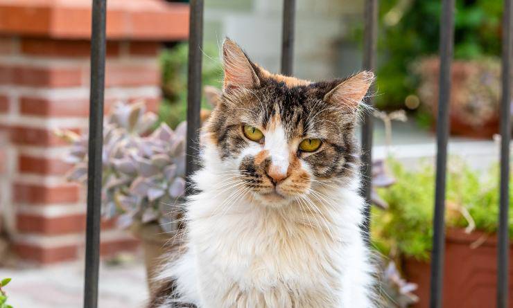 gatto tricolore arrabbiato 