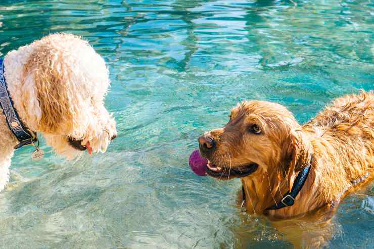 Il cane e l'acqua della piscina