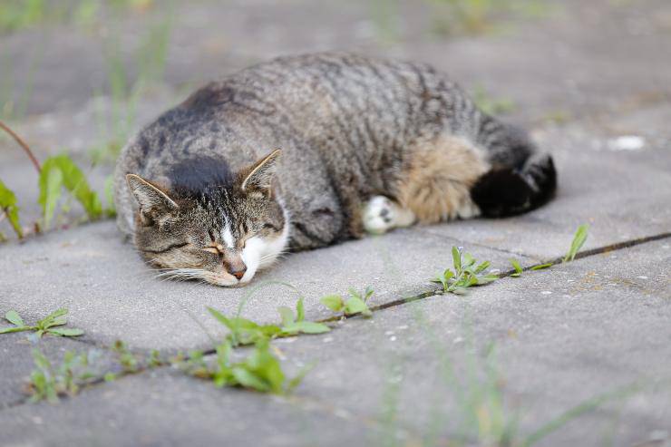 Gatto non può aprire gli occhi