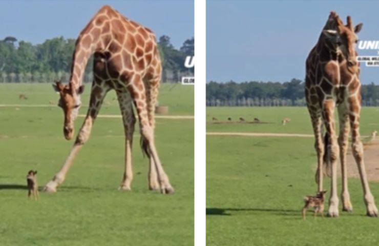 giraffa cerbiatto incontro incredibile
