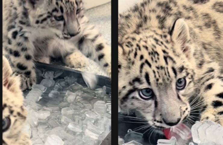piccoli ghiaccio leopardo nevi