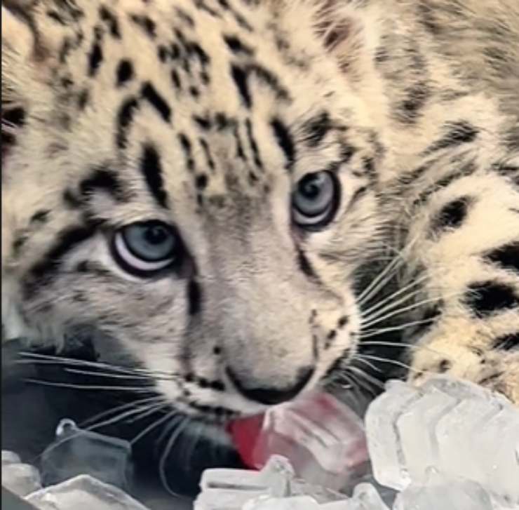 piccoli leopardo assaggiano ghiaccio
