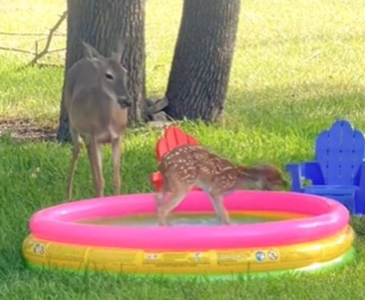 cerbiatto piscina video mamma