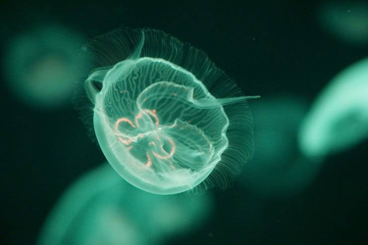 medusa 