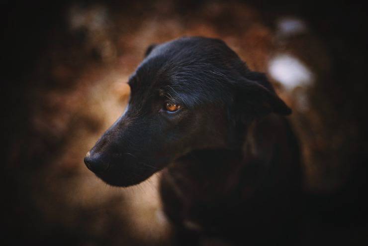 L'espressione infelice del cane