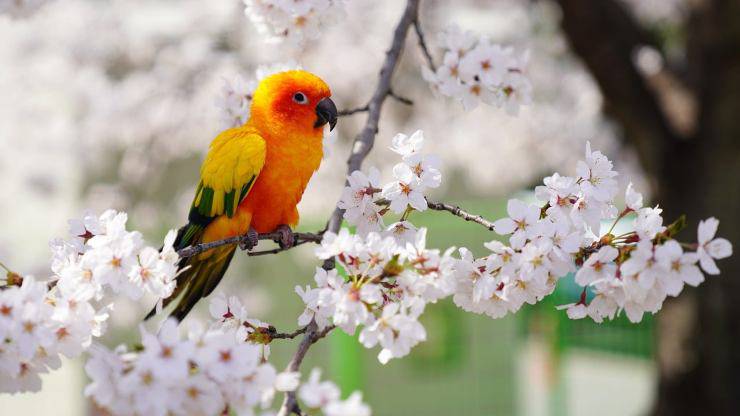 pappagallino tra i fiori