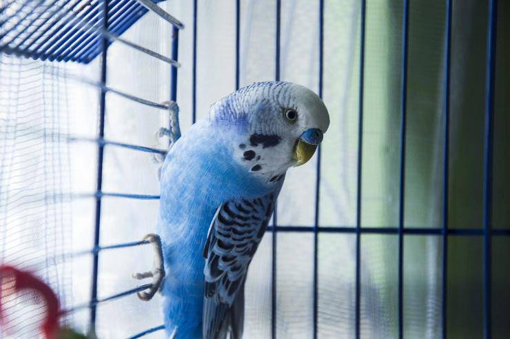 pappagallo azzurro 