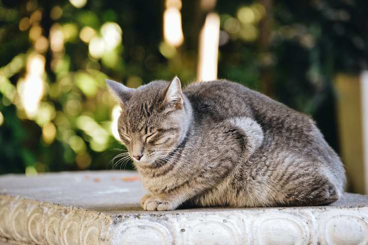 Gli occhi chiusi del felino