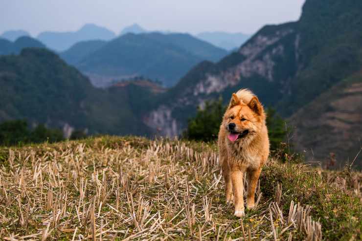 Il cane insegue tutto e tutti