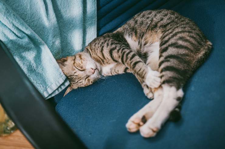 I luoghi in cui dorme il tuo felino