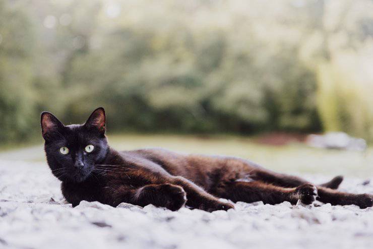 Prendersi cura delle zampe del felino