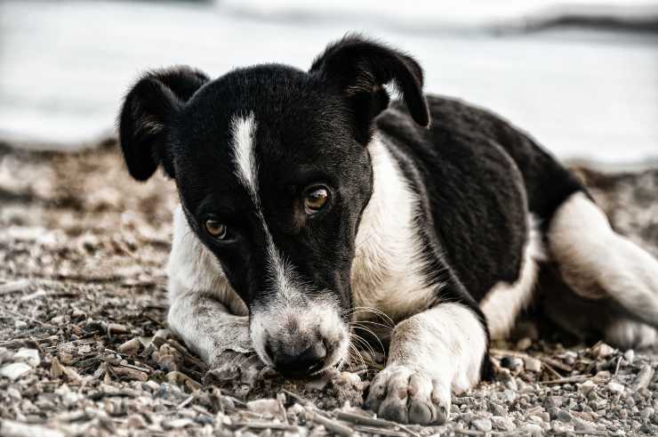 Pet e l'essere sempre triste