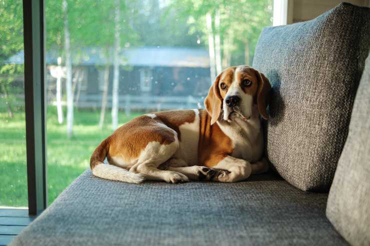 Il cane e l'odore di urina