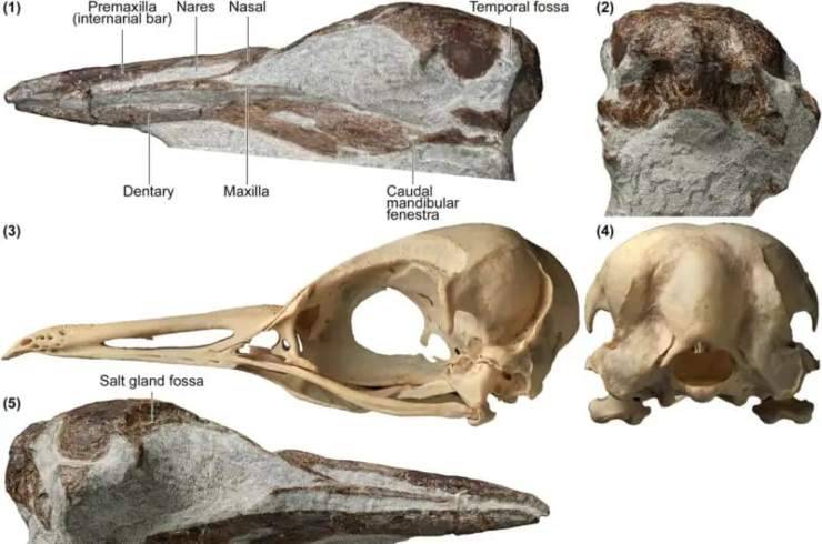 resti fossili pinguino Nuova Zelanda