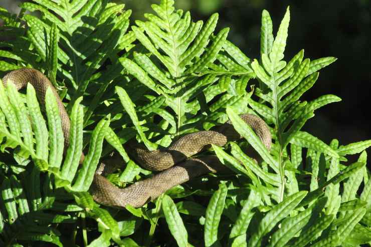 serpente nella pianta 