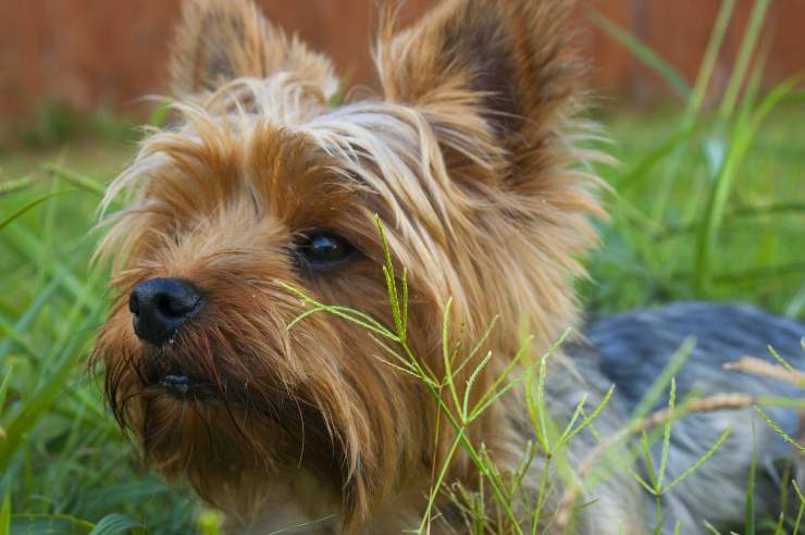 Il cane e l'avvelenamento