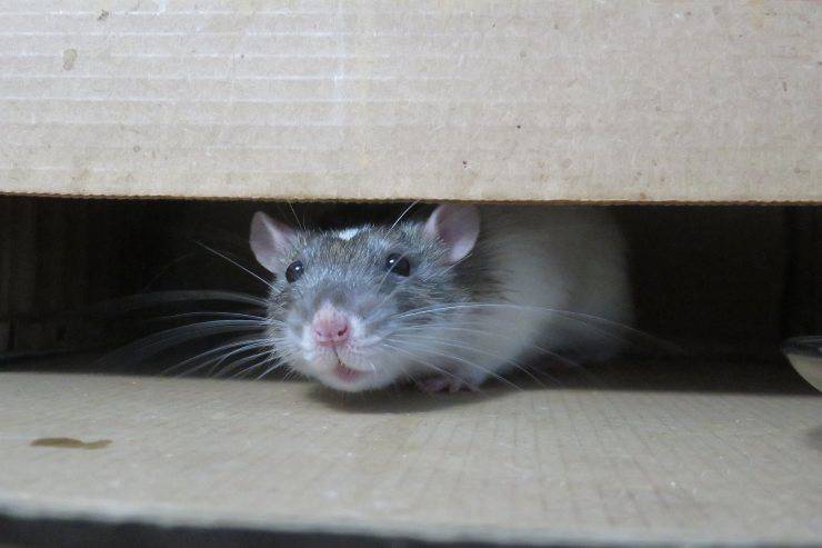 Topi e ratti lontani senza veleno