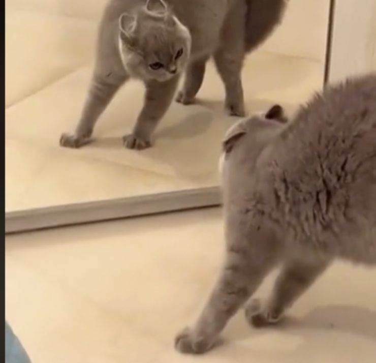 gatto specchio riflesso arrabbiato