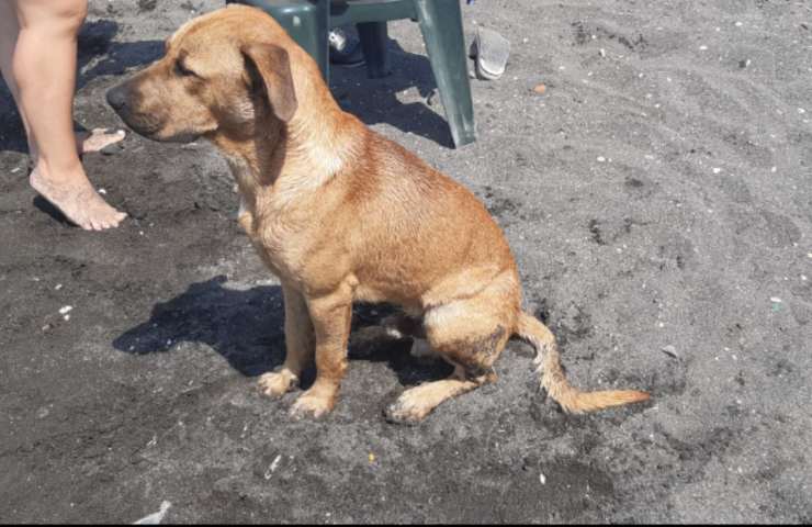 spiaggia chanel cagnolino napoli