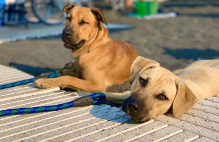 spiaggia chanel mare abbandonato