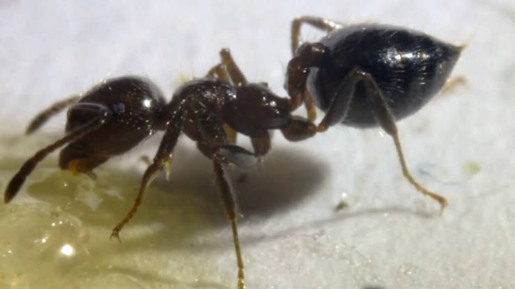 tanatosi massa formiche