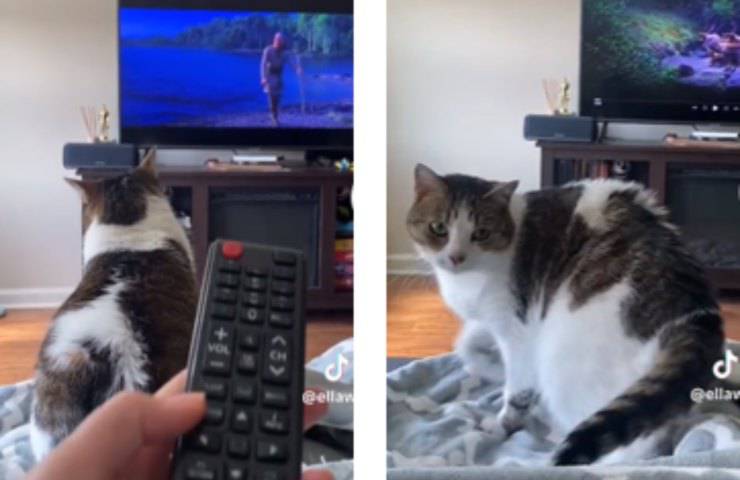 televisione gatto interrompe umano