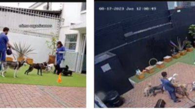 reazione cani terremoto virale