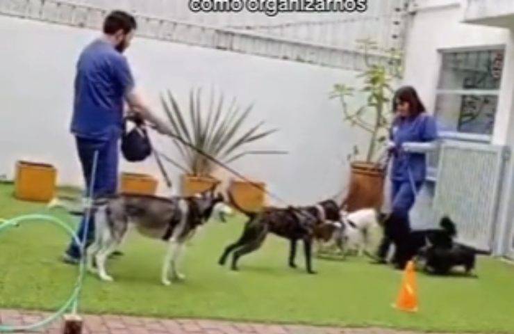 sciame sismico colombia cani