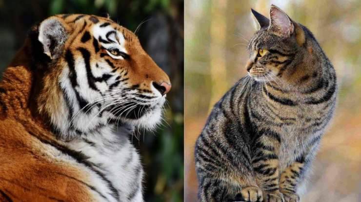 tigre vs gatto 