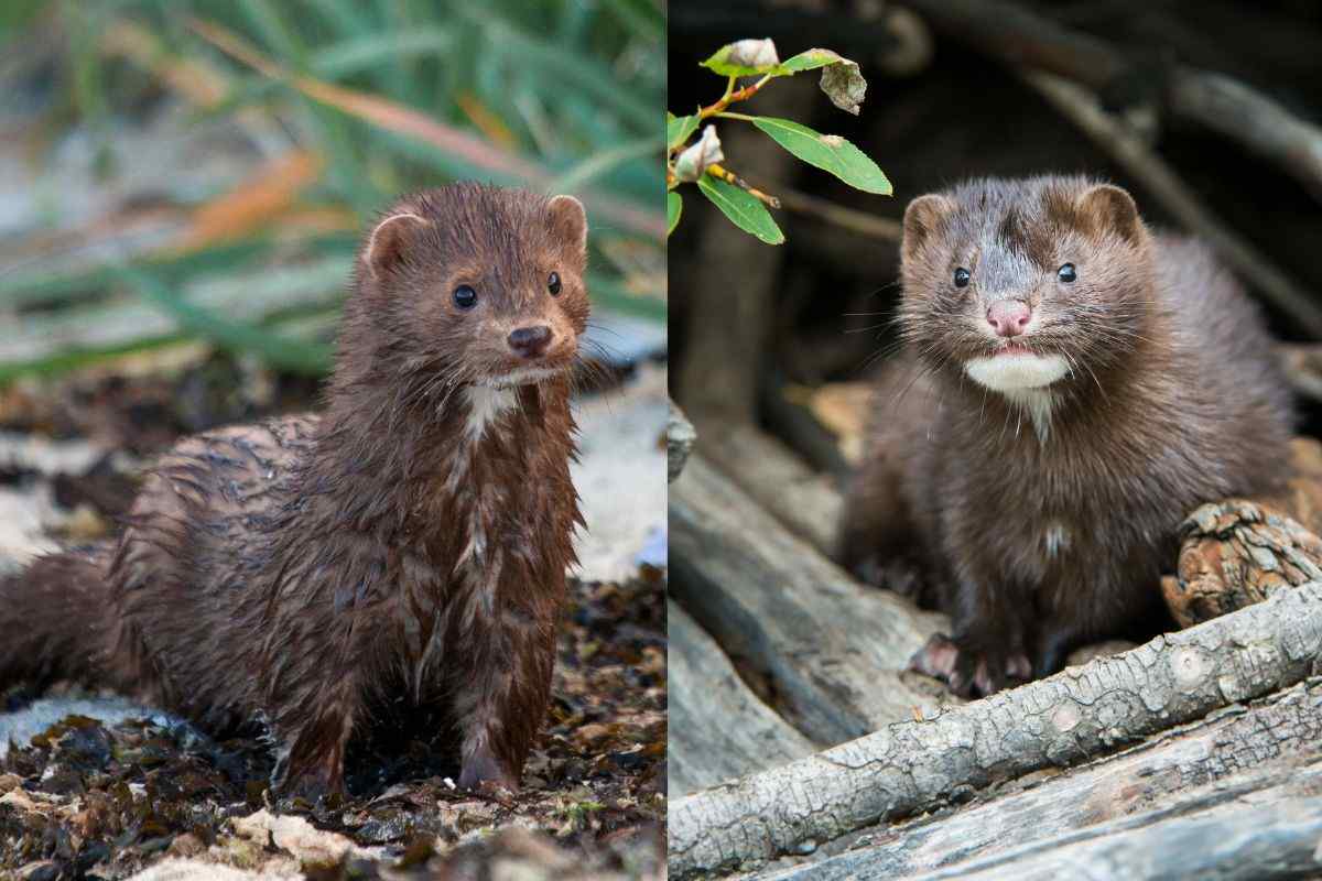 È possibile avere un visone come animale domestico? Parla l’esperto