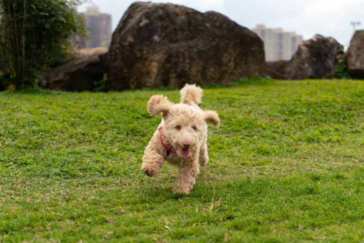 Il comportamento di Fido