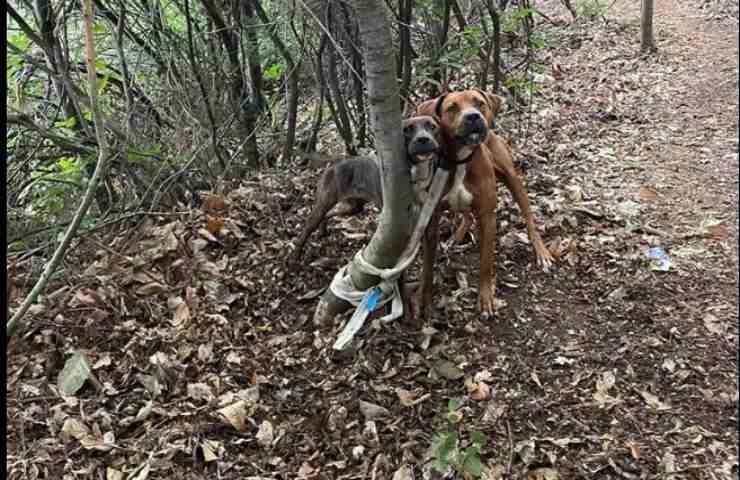 Abbandonati nel bosco legati ad un albero