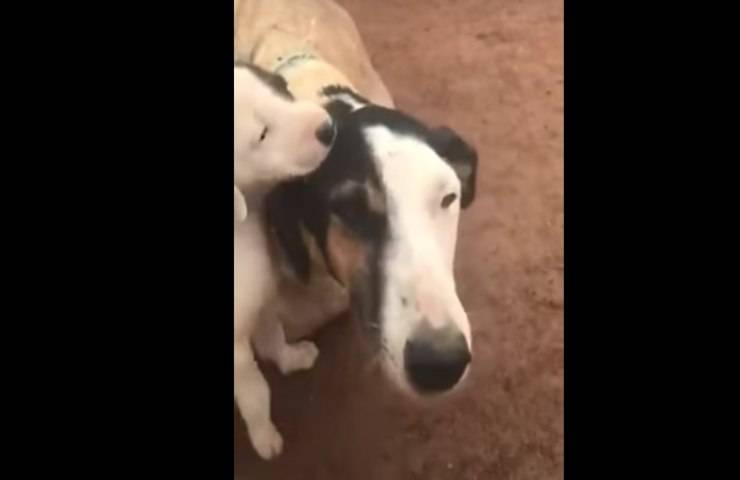 Mamma gravemente ferita con i suoi cuccioli gettati in strada