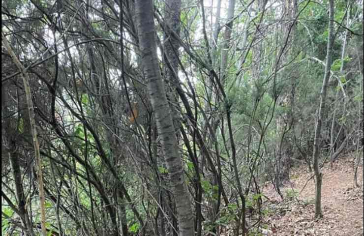 Abbandonati nel bosco legati ad un albero