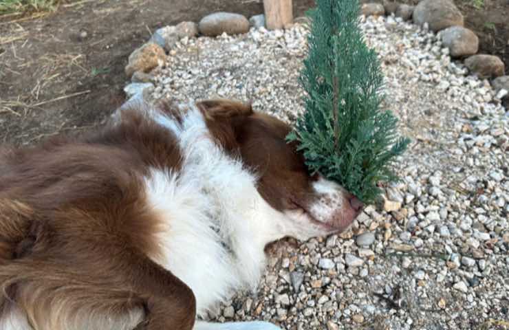 cane bamboo pastore australiano 