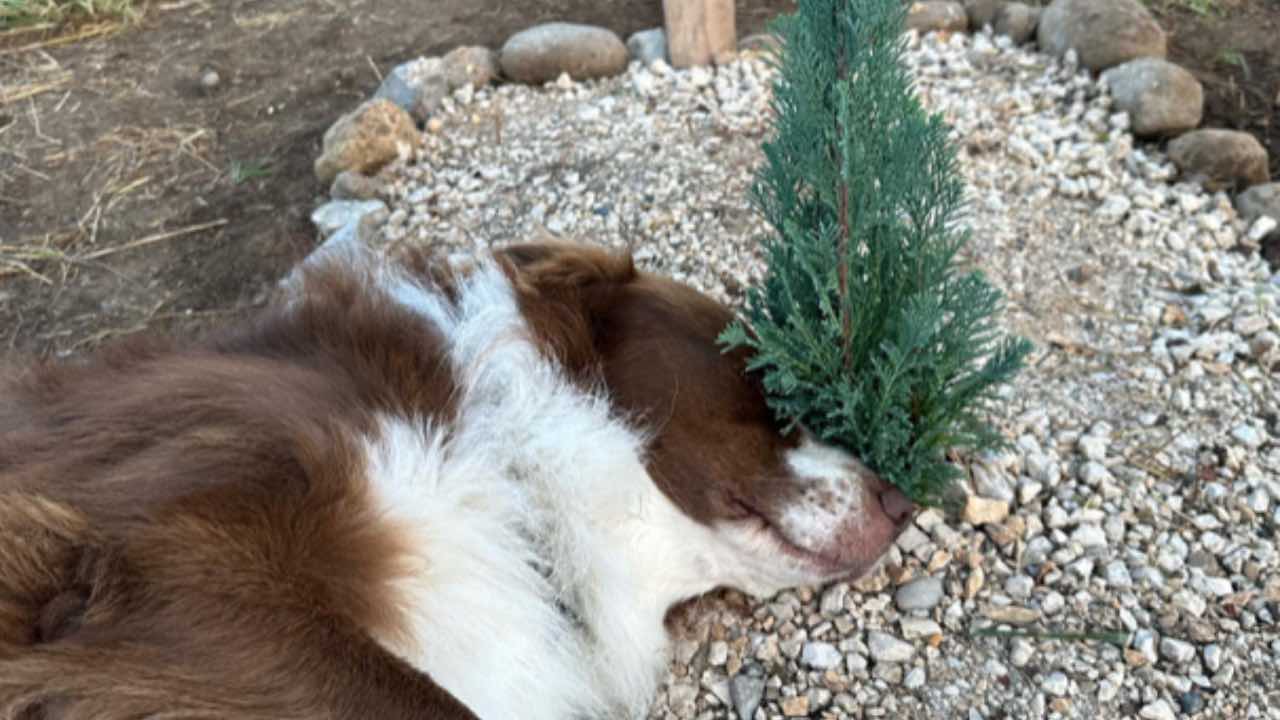 La sua amica muore, il cane veglia per giorni la tomba: l'amicizia più ...