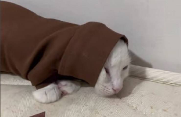 gatto intrappolato manica vestito