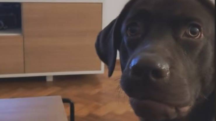 cane odia termos video