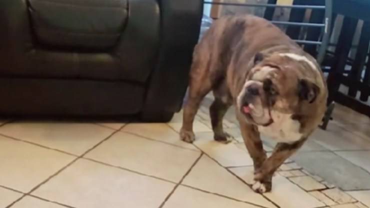 Bulldog intontita dall'anestesia