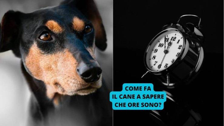 cane e orologio