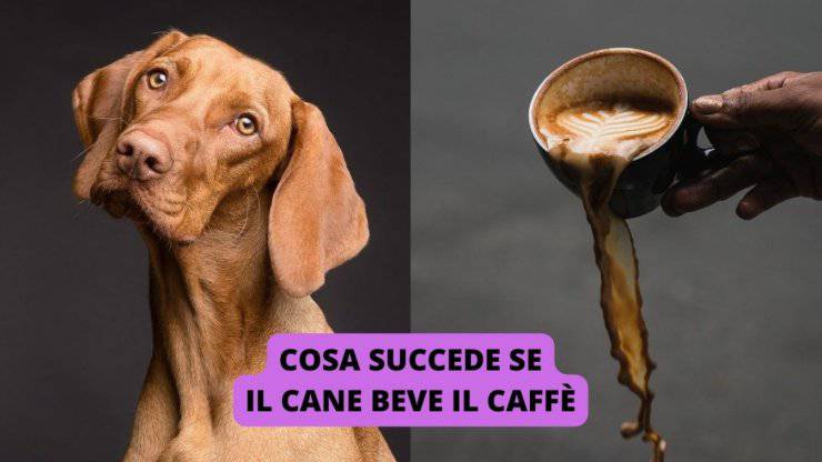 cane e caffè