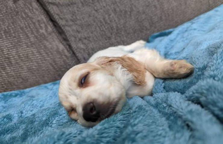 Cagnolina abbandonata in un cassonetto