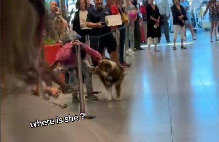 Cane cerca padroncina in aeroporto