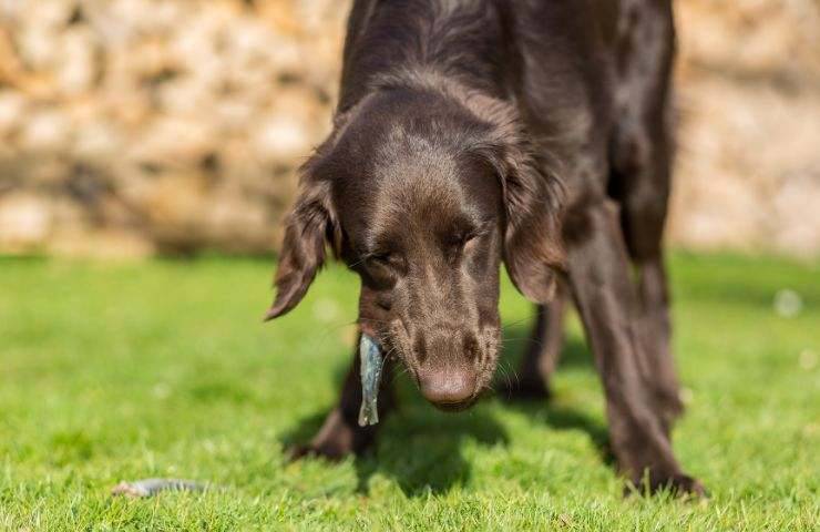 Cane mangia un pesce