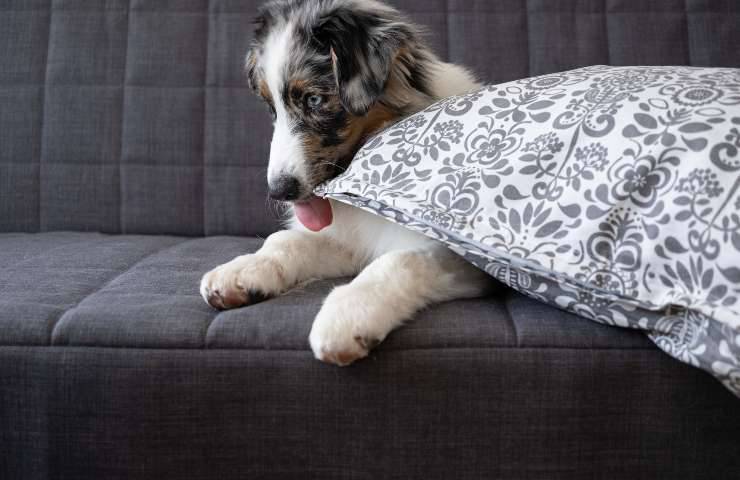 Cane con la lingua fuori sul divano