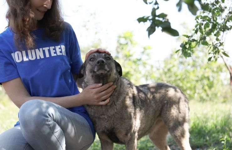 Cane con volontaria