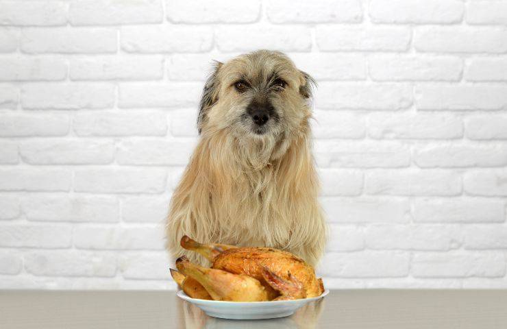 Cane e piatto di pollo