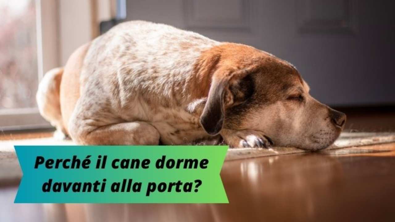 Il cane dorme davanti alla porta perché, quando e come devi intervenire