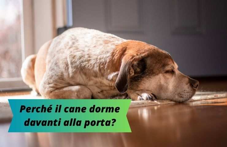 Cane dorme davanti alla porta