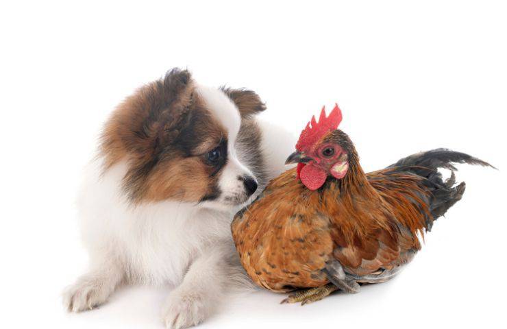 Cucciolo e gallo